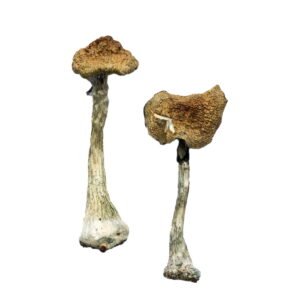 Buy Magic Mushrooms Online, where to buy magic mushrooms online, how can I buy magic mushrooms online, best place to buy magic mushrooms online, Buy Shrooms