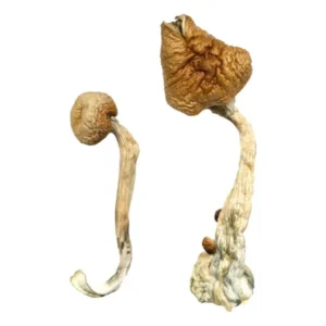 Buy Shrooms Online UK, buy magic mushrooms online London, where to buy magic mushrooms online Manchester, how to buy magic mushrooms online Birmingham