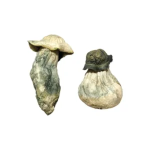 Buy Psilocybin Shrooms UK, buy psilocybin mushrooms online London safely,where to buy psilocybin mushrooms online Manchester,Buy psilocybin mushroom near me