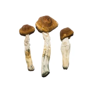 Buy Mushrooms Online Ireland, where to buy magic mushrooms online Cork, how to buy magic mushrooms online Galway, best place to buy magic mushrooms Limerick