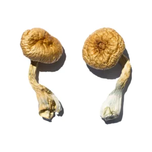 Buy Psilocybin Shrooms Ireland, buy psilocybin mushrooms online Dublin safely, where to buy psilocybin mushrooms online Cork, psilocybin mushrooms Galway