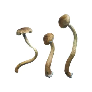 Buy Golden Teacher Mushroooms Online, where to buy Golden Teacher mushrooms online, how can I buy Golden Teacher mushrooms online,Buy Golden Teacher Shrooms