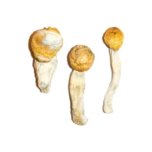 Buy Magic Mushrooms Online Dublin, where to buy magic mushrooms online Dublin, how can I buy magic mushrooms online Dublin, buy magic mushrooms Dublin