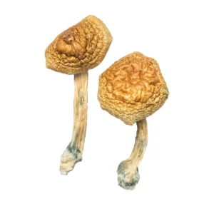 Buy Magic Mushrooms Ireland, buy psilocybin mushrooms online Ireland safely, where to buy psilocybin mushrooms online Ireland,psilocybin mushrooms near me