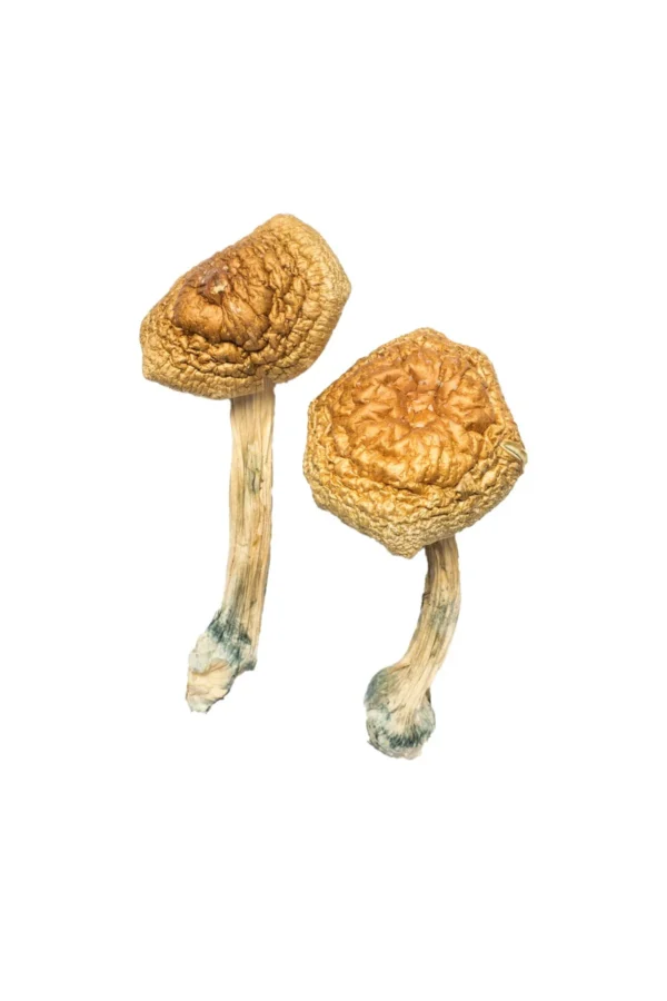 Buy Magic Mushrooms Ireland, buy psilocybin mushrooms online Ireland safely, where to buy psilocybin mushrooms online Ireland,psilocybin mushrooms near me